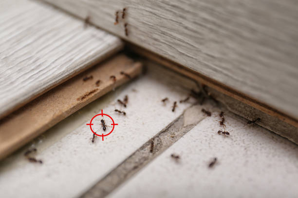 Best Best Pest Control Companies  in Junction City, KS