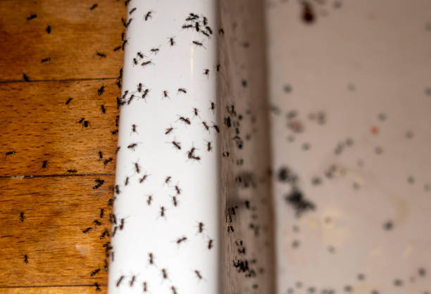 Best Cockroach Control Services  in Junction City, KS