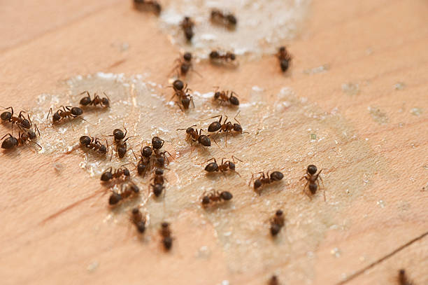 Best Pest Prevention Services  in Junction City, KS