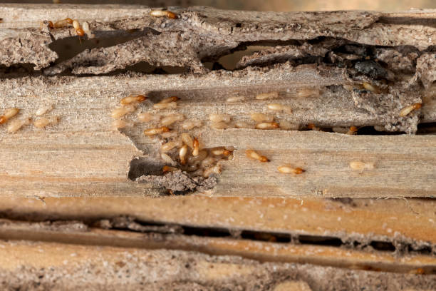 Wildlife Control Services in Junction City, KS